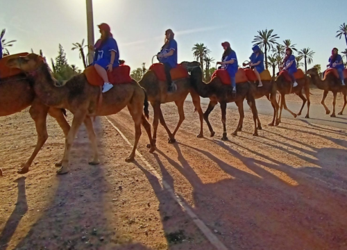 Half-Day Sunset Camel Ride In The Palm Grove Of Marrakech